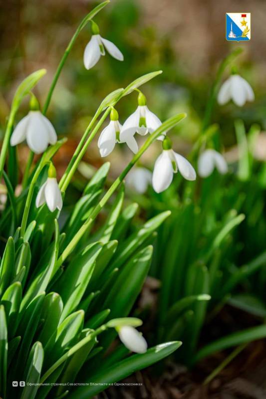 В Севастополе зацвели подснежники