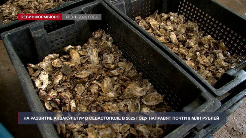 Итоги года: как в Севастополе заботятся о животных