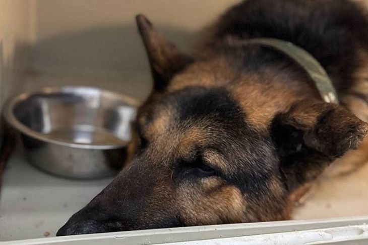 В Керчи женщина дважды переехала собаку на парковке