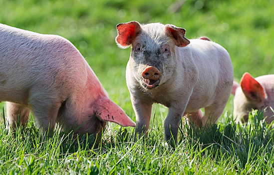 Когда в России появится генетически идеальная свинья-донор органов