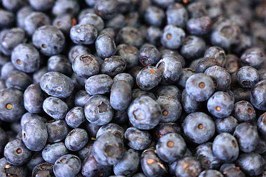 Популярную в России ягоду связали с замедлением процессов старения