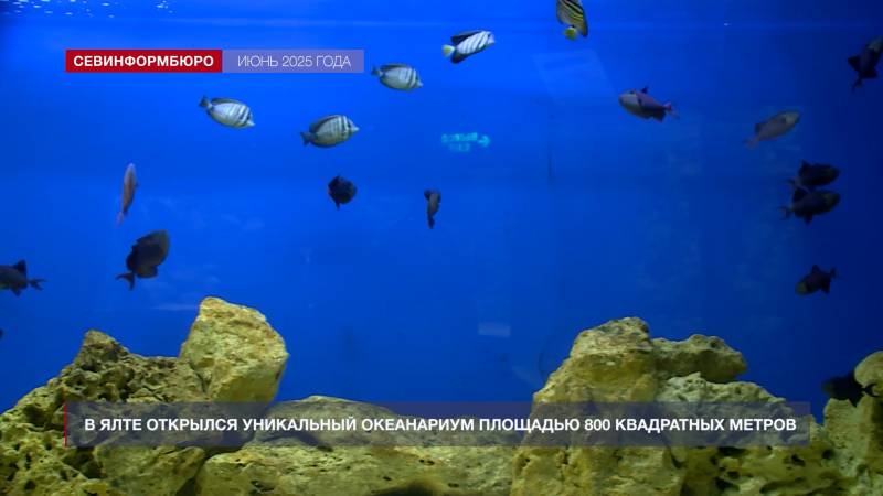 Итоги года: как в Севастополе заботятся о животных