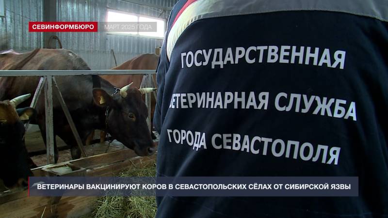 Итоги года: как в Севастополе заботятся о животных