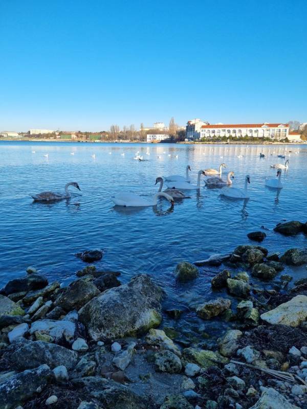 Сегодня, 15 января, в России отмечается День зимующих птиц!