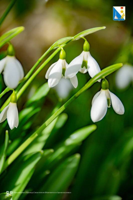 В Севастополе зацвели подснежники