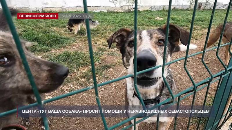 Итоги года: как в Севастополе заботятся о животных