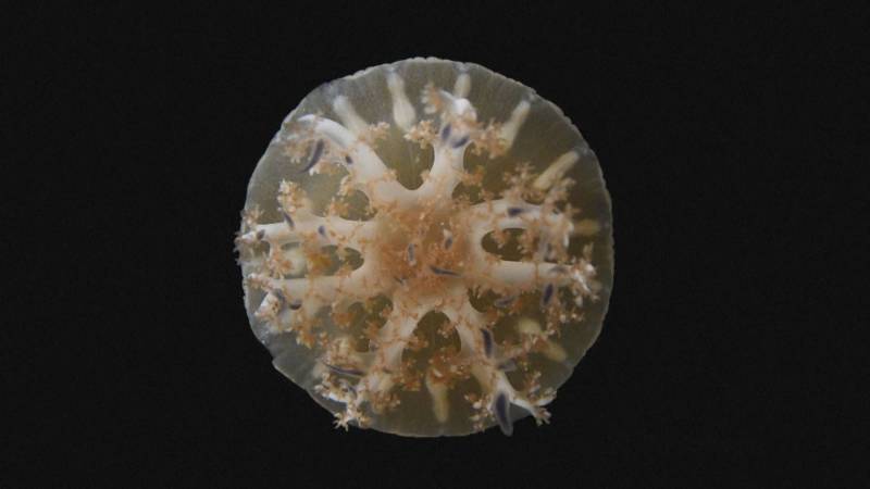 Медузы спят подобно людям, несмотря на отсутствие мозга