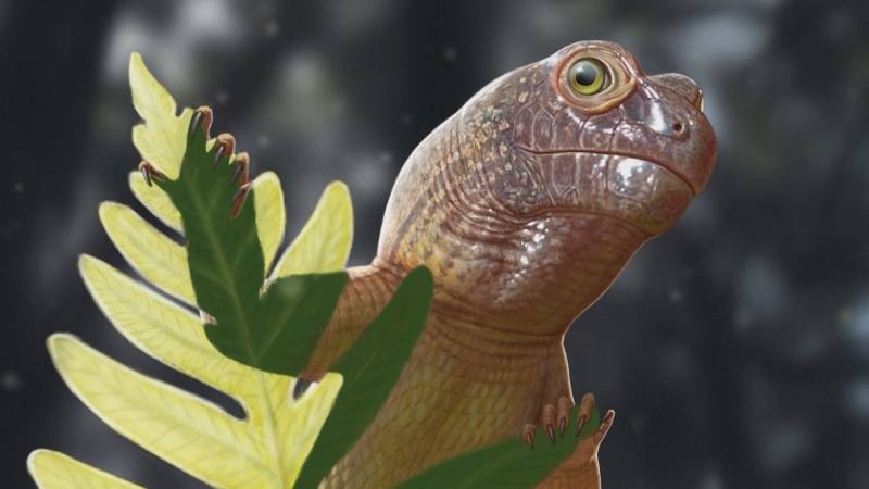 Миниатюрный череп парарептилии раскрывает секреты додинозавровой экосистемы в Бразилии