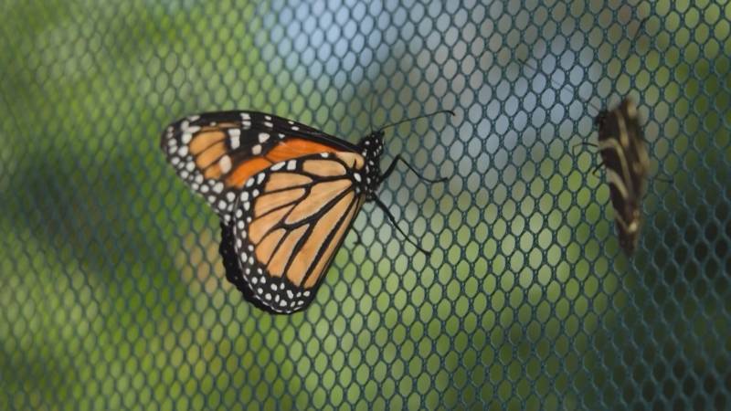 Учёные отслеживают маршруты миграции бабочек-монархов с помощью радиопередатчиков