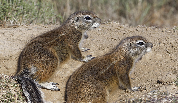 Раскрыта важная роль белок в распространении вируса оспы обезьян