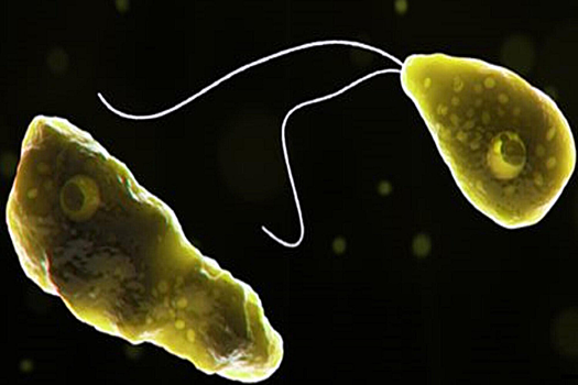 Ученые предупредили о растущей угрозе поедающих мозг амеб