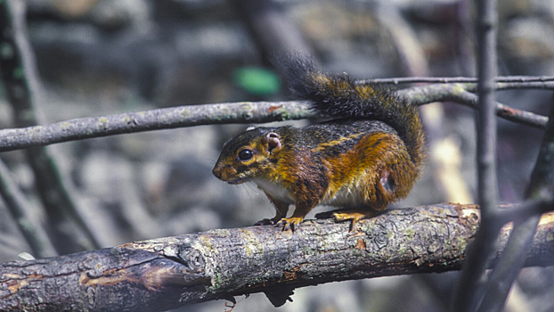 Ученые нашли неожиданного виновника вспышек оспы обезьян