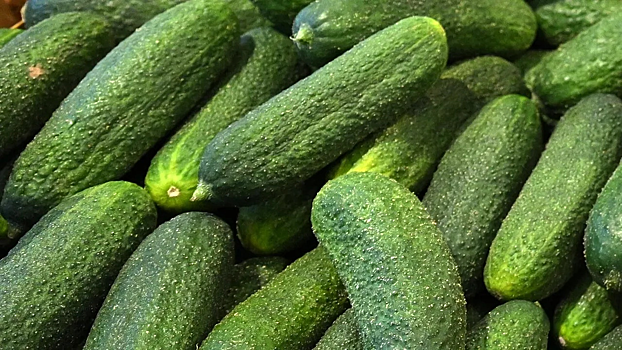 ФАС начала проверку производителей огурцов из-за роста цен