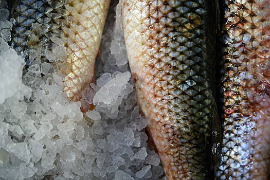 Страна БРИКС начала покупать российскую рыбу