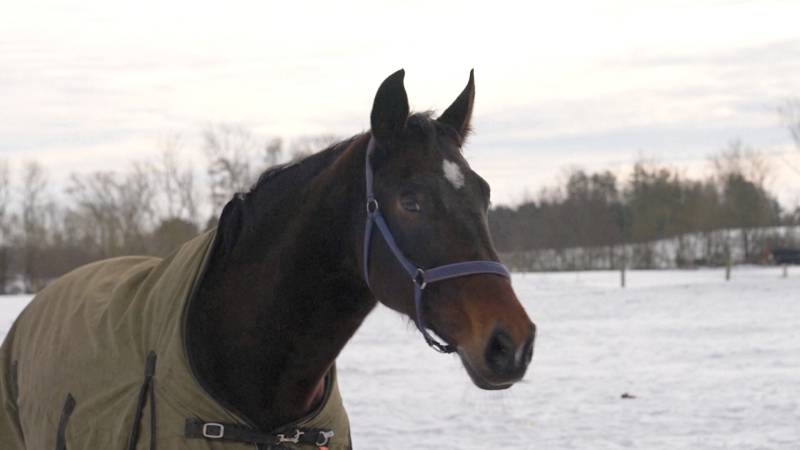 Чем уникально ржание лошади, выяснили учёные