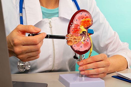 Трансплантологи предлагают смягчить критерии для забора донорской почки