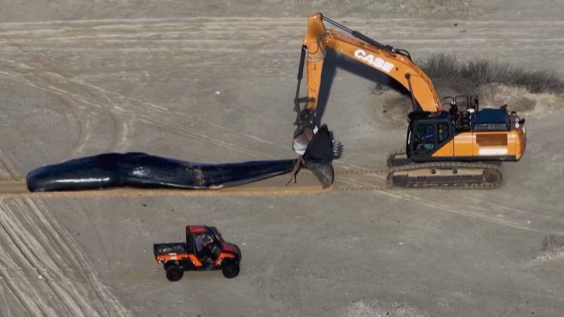 На израильском пляже обнаружили тушу крупного кашалота