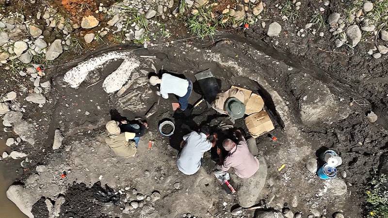 Окаменелости гигантского ленивца и мастодонта нашли в Коста-Рике