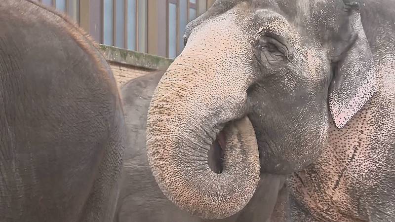 У слонов есть супер-усы, как у кошек