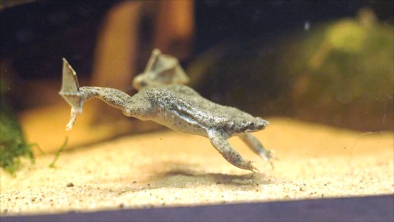 В Честерском зоопарке в Англии размножаются амфибии, которые вынашивают потомство на спине