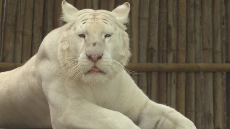 Власти Таиланда исключают версию о птичьем гриппе после смерти 72 тигров в заповеднике