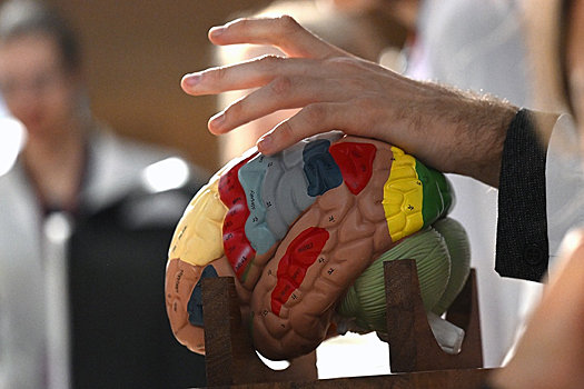 Ученые нашли неожиданный способ восстановления после травм головы