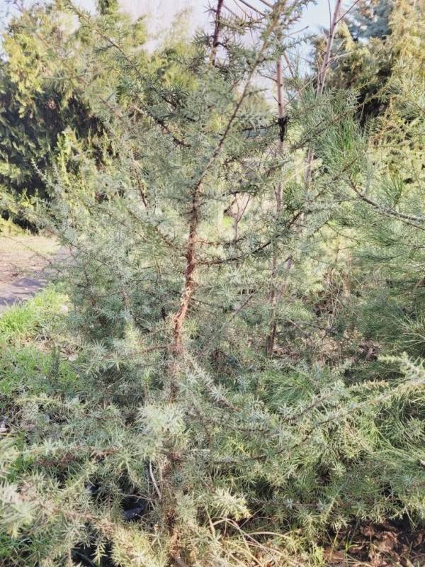 Весной в Севастополе высадят более 4 тысяч саженцев краснокнижного можжевельника