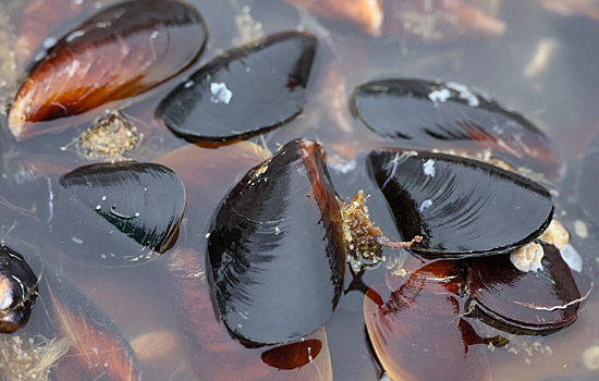 Ученые усилили действие антибиотика против стафилококка и кишечной палочки