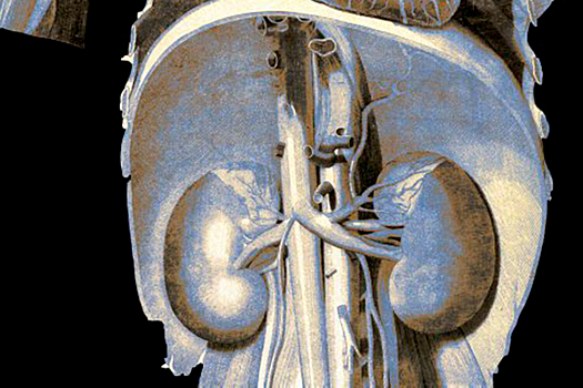 Стало известно, у каких людей риск повреждения почек повышен в 2,3 раза