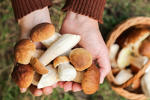 У грибов выявили полезное для пожилых свойство