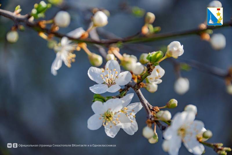 Специалисты «Парков и скверов» начали весенний уход за растениями в сквере Корабела Бутомы