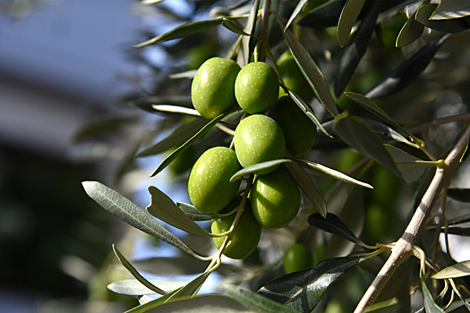 Исследователи нашли способ снизить риск болезней сердца