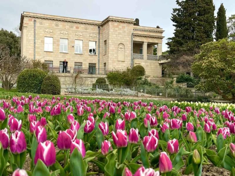 Парад тюльпанов в Никитском ботаническом саду посвятили Крымской весне