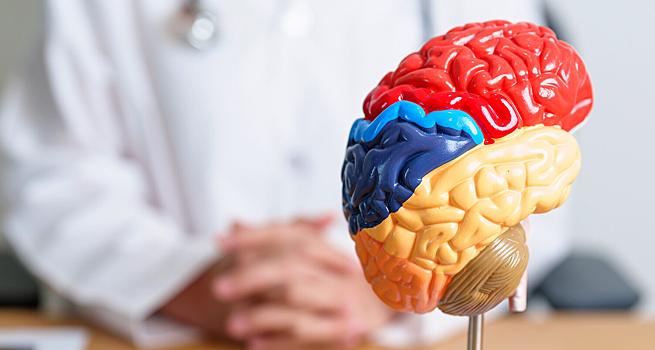 Мозг беременных женщин теряет серое вещество, выяснили ученые