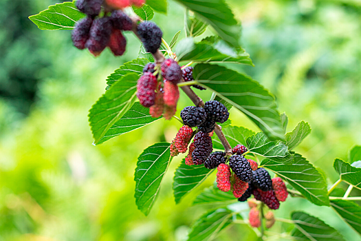 Найден необычный способ контролировать уровень сахара в крови