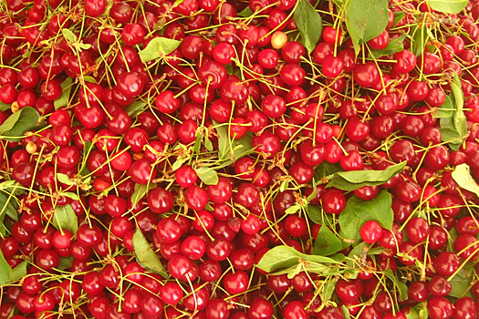 Популярная ягода оказалась средством против бессонницы