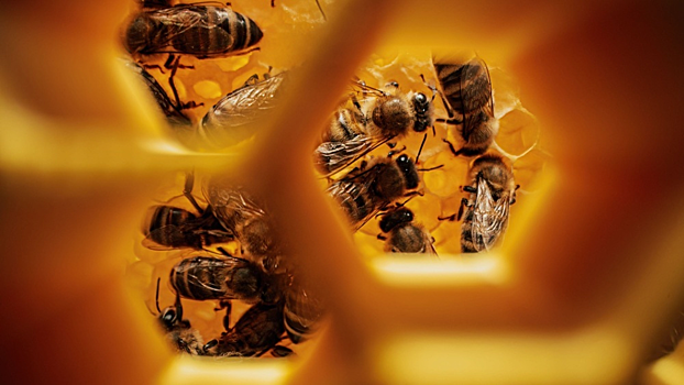 Мощные антибактериальный свойства дикого меда доказали ученые