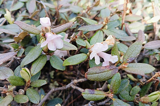 Ученые нашли в редком растении более 50 полезных соединений