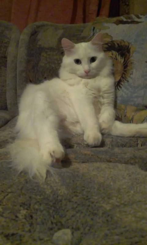 «Когда рвануло, он куда-то делся»: в Севастополе после взрыва не могут найти ангорского кота