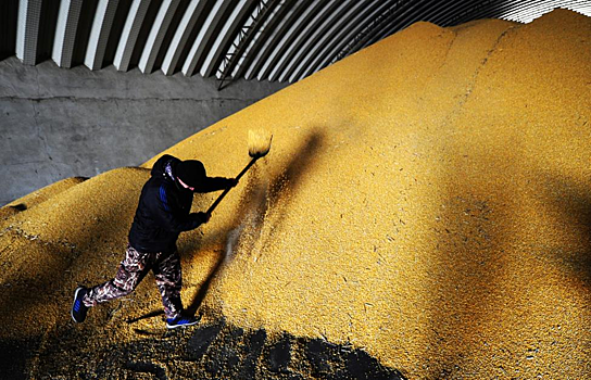 Россия значительно нарастила экспорт зерна в одну страну