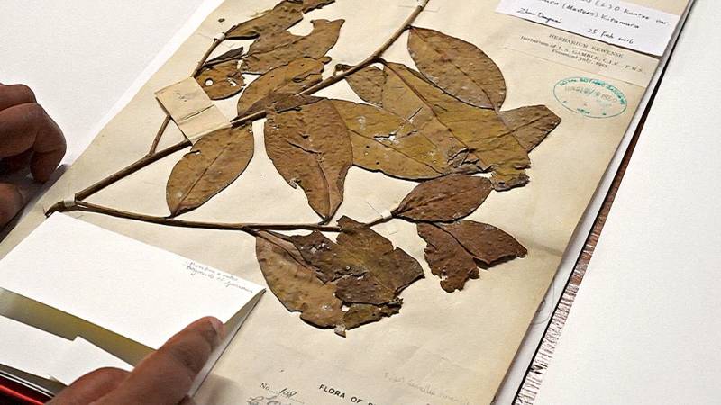 Как 200-летние листья чая помогут сохранить чайные сорта