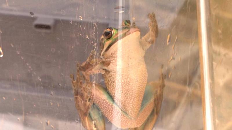 Лягушка, вымершая из-за грибкового заболевания, возвращается в водно-болотные угодья в Австралии