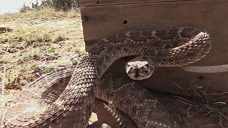 Почему звук гремучей змеи – такой эффективный предупреждающий сигнал в природе