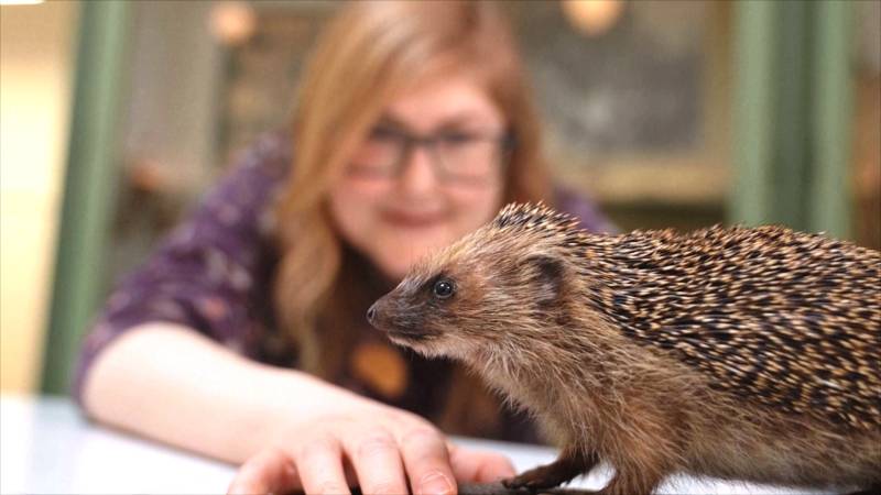 Поможет ли ежам способность слышать ультразвук избежать гибели на дорогах?