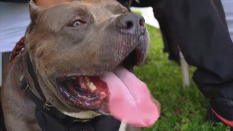 Учёные: одомашненные собаки появились на 5000 лет раньше, чем предполагалось