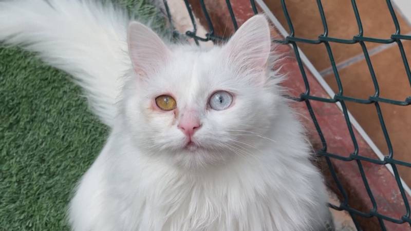 В Турции сохраняют редкую породу кошек с разными глазами