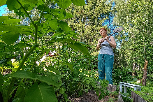 Адвокат разъяснила, как дачника накажут за американский клен на участке