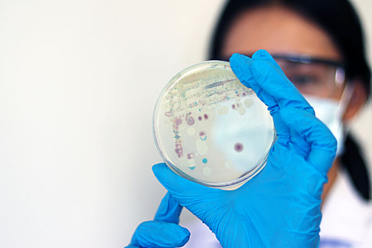 Кишечные бактерии оказались связаны с разрушением мозга