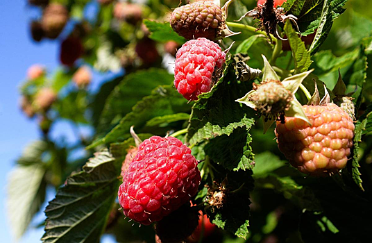 Ученые назвали ягоду, снижающую воспаление в организме