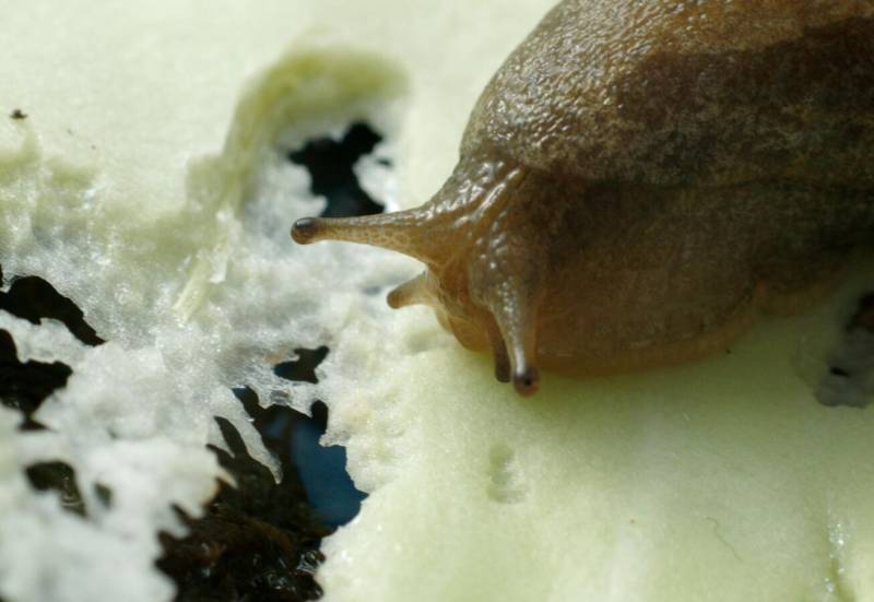 Грузинские слизни-вселенцы бьют рекорды размножения в Крыму